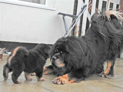 tibetan mastiff breeders near me